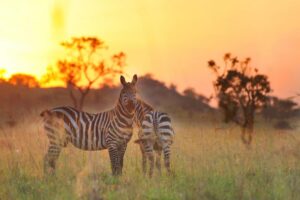 Kidepo Valley National Park: Uganda’s Last Great Wilderness