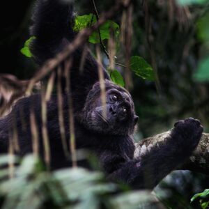 Chimpanzee Trekking in Kibale Forest: The Primate Capital of Africa