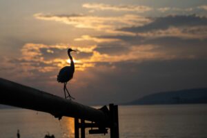 Birding in Uganda: Africa’s Best-Kept Secret for Birdwatchers